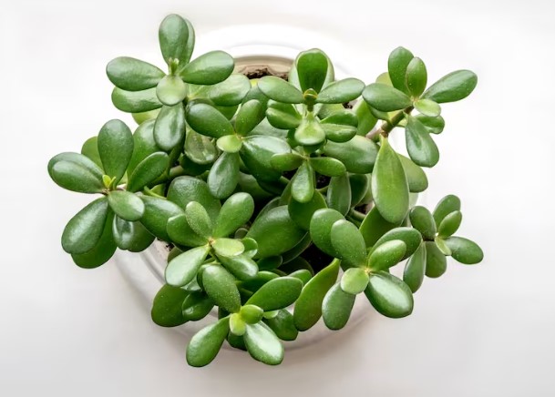 Muchos Cultivan «El Arbol del Dinero» en casa. Pero esto es lo que pocos saben sobre esta Planta