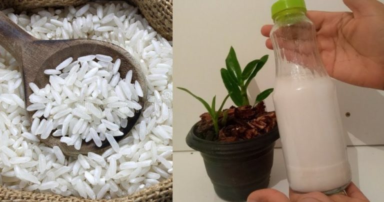 ¿Cómo puedo utilizar el Agua de Arroz para cultivar Plantas en pocos días?