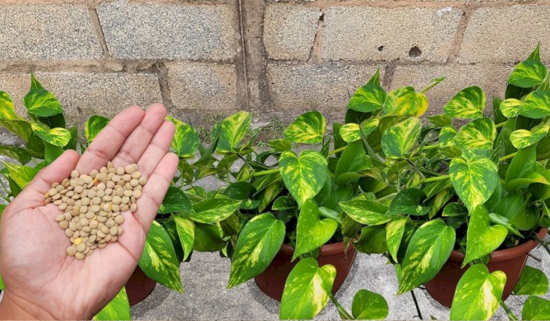 Truco Para Hacer que las Raíces de tus Plantas se Vuelvan más Fuertes, ¡Con Lentejas! Nunca más volverán a quedar marchitadas