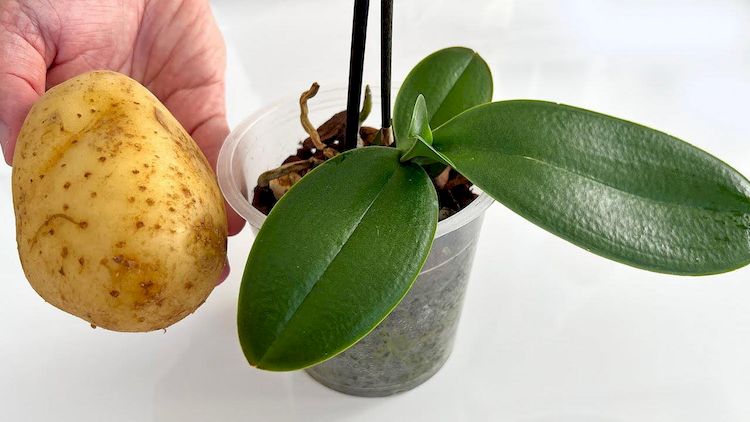 ¿Quieres Tener una Colección de Orquídeas? Solo Necesitas una Papa