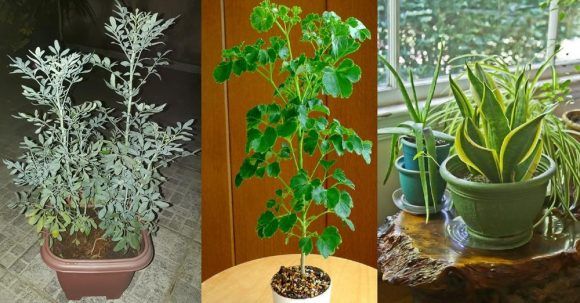 Cвmo-evitar-que-mi-Planta-se-marchite-despuВs-de-trasplantarla-1-580x303-1