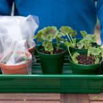 El Truco para Cultivar Infinidad de Geranios de un Solo Tallo sin Gastar un Céntimo