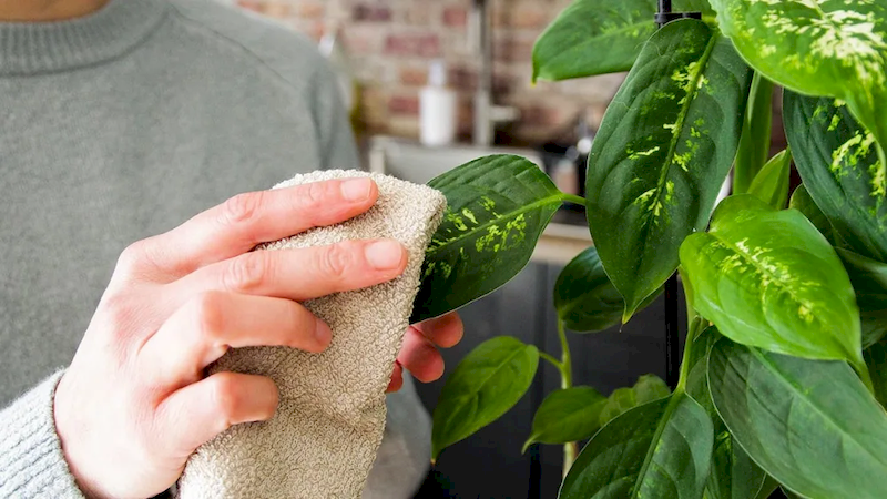 Cómo Limpiar las Hojas de las Plantas para no Maltratarlas y Mantenerlas Saludables: trucos para darles brillo