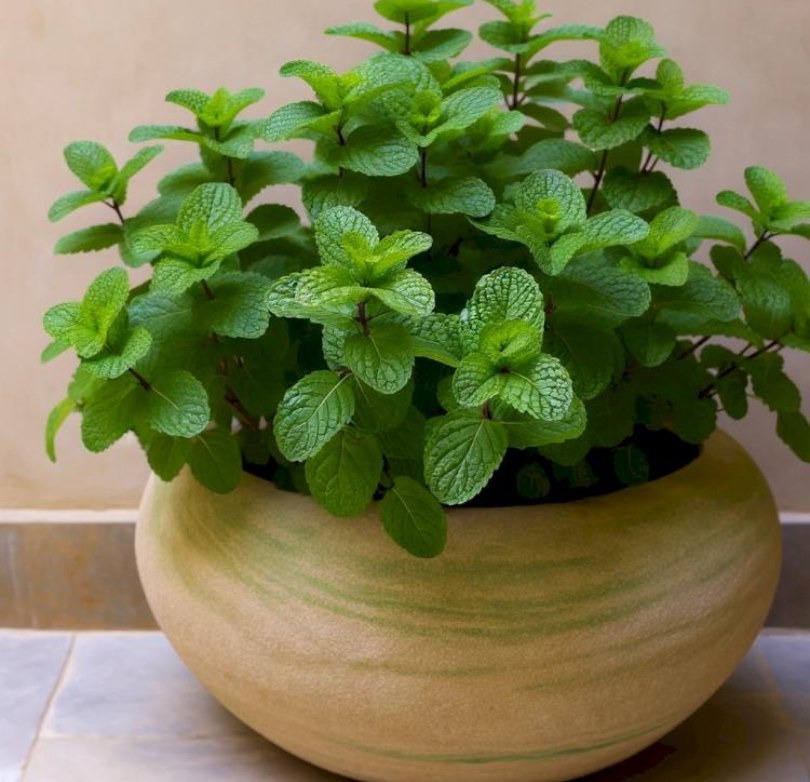¡Aprende a Plantar Menta en una Maceta y esparce su Aroma por toda la Casa!