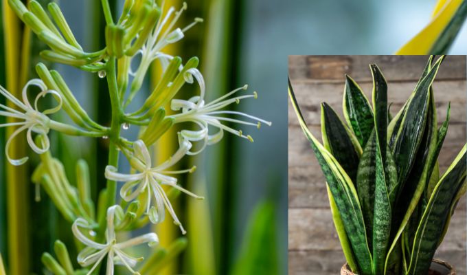 Cómo Lograr que una Planta Lengua de Suegra Florezca y que su Aroma Dure un Mayor Tiempo