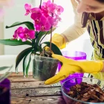 ¡No Dejes que tus Orquídeas Sufran Más! 10 Formas de Cuidarlas ¡No Dejes que tus Orquídeas Sufran Más! 10 Formas de Cuidarlas