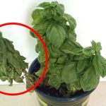 ¿Por qué las Plantas de Albahaca del Supermercado Siempre se Secan cuando las Traemos a Casa?