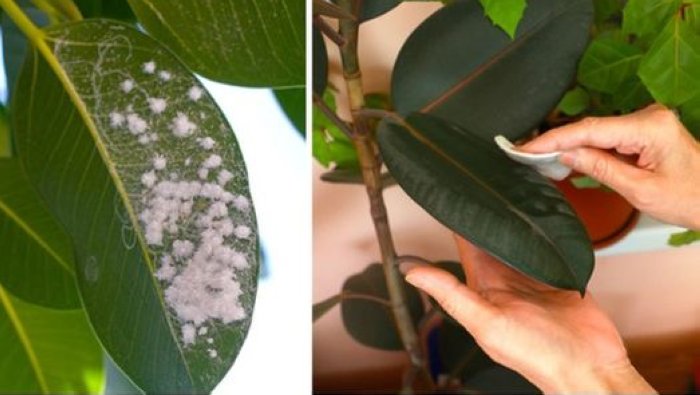 «¡Expulsa a la Cochinilla Algodonosa de tus Plantas con Estos 3 Poderosos Remedios Caseros!»