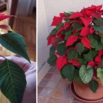 Cómo Propagar una Flor de Pascua a partir de una Ramita