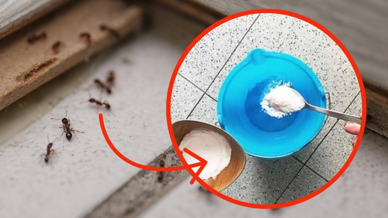 Tienes Hormigas en casa, 1 gota en el suelo es suficiente para acabar con ellas en pocos minutos: milagroso