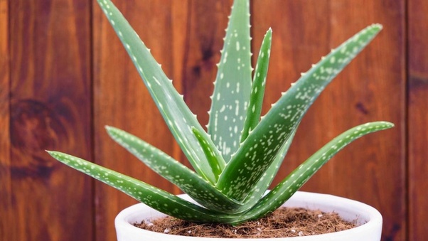 7 Cosas Fascinantes Que Todos los Que Tienen una Planta de Aloe Deben Saber