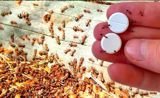 «¡Di Adiós a las Hormigas con Esta Trampa Casera Natural! 🐜🍋»