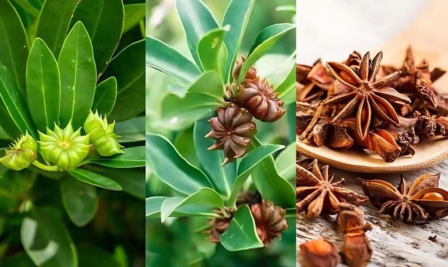 De Semilla a Especia: Cómo cultivar Anís en casa (en macetas) Guía Fácil