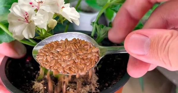 Incluso las flores que no han florecido durante años resurgirán: 1 cucharada en cada planta es suficiente