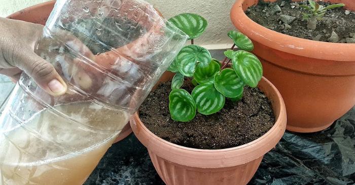 Consejos para hacer que tus Plantas crezcan más rápido