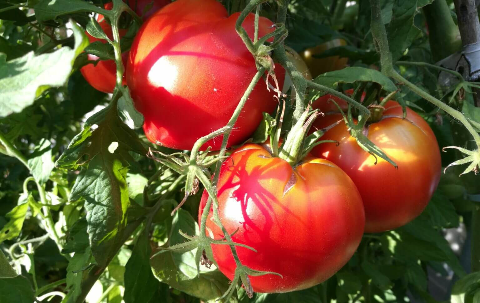 10-consejos-esenciales-para-cultivar-tomates-tomates-potager-jardin-grosse
