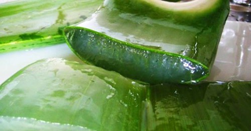 Aloe-Vera-uses