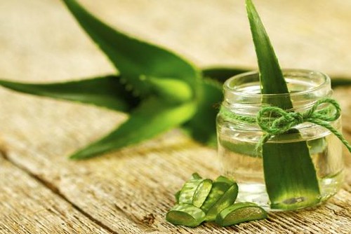 Como-cultivar-aloe-vera-en-interiores-4