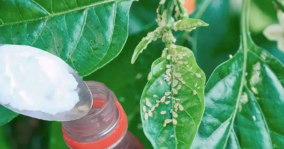 Adiós a las Plagas en las Plantas con este Pesticida Casero: Solo Necesitas 2 Ingredientes adios-a-las-plagas-en-las-plantas-con-este-pesticida-casero-solo-necesitas-2-ingredientes-PLAGAS-1