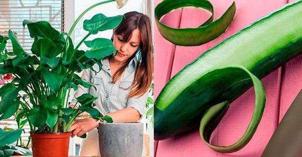 Antes de Tirarla, Toma en Cuenta que la Cáscara de #Pepino Aleja a las Plagas y Fortalece Tus Cultivos. 😉🌱🥒 antes-de-tirarla-toma-en-cuenta-que-la-cascara-de-pepino-aleja-a-las-plagas-y-fortalece-tus-cultivos-f09f9889f09f8cb1f09fa592-pepinos