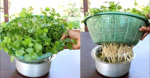 aprende-a-cultivar-cilantro-en-casa-y-sin-tierra-CILANTRO