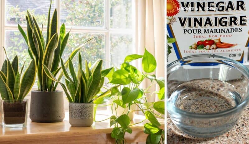 Aprende a Usar el Vinagre en Tus Plantas de Interior y Notarás lo Lindas que Crecerán. aprende-a-usar-el-vinagre-en-tus-plantas-de-interior-y-notaras-lo-lindas-que-creceran-vinagres-plantas