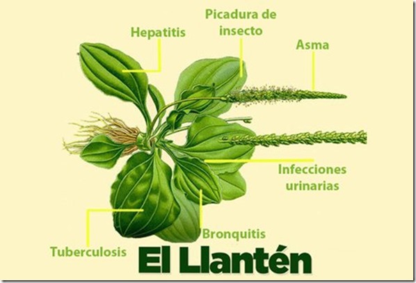 llanten_ilustracion