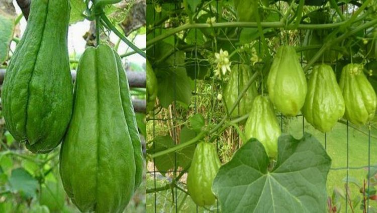 Beneficios de la Guatila, Chayote o Tayota beneficios-la-guatila-chayote-tayota-tayota