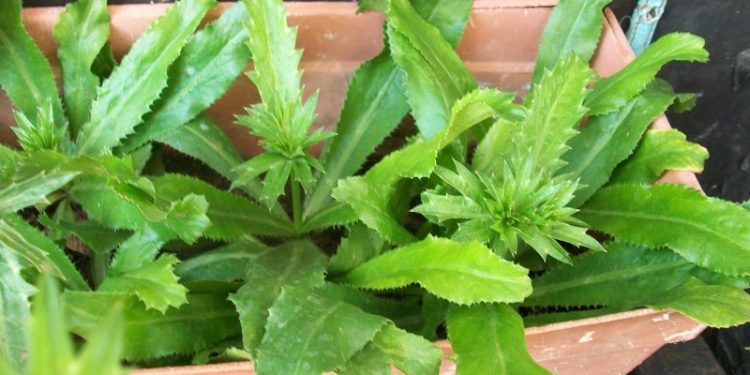 Beneficios nutricionales y propiedades medicinales del Culantro o Cilantro Cimarrón beneficios-nutricionales-y-propiedades-medicinales-del-culantro-o-cilantro-cimarron-cilantro-del-monte