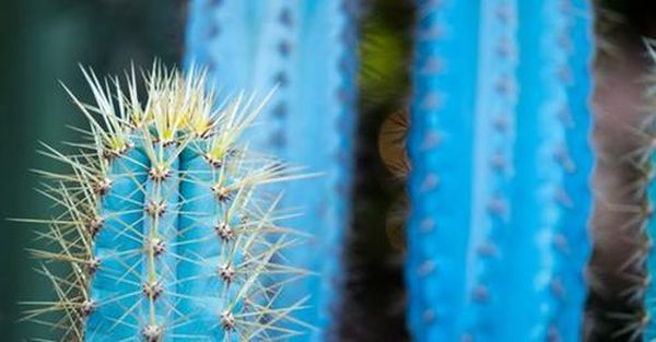cactus-azul-conoce-esta-hermosa-cactacea-y-los-cuidados-que-necesitaf09f8cb5f09f8cb5f09f8cb5-CACTUS-AZUL