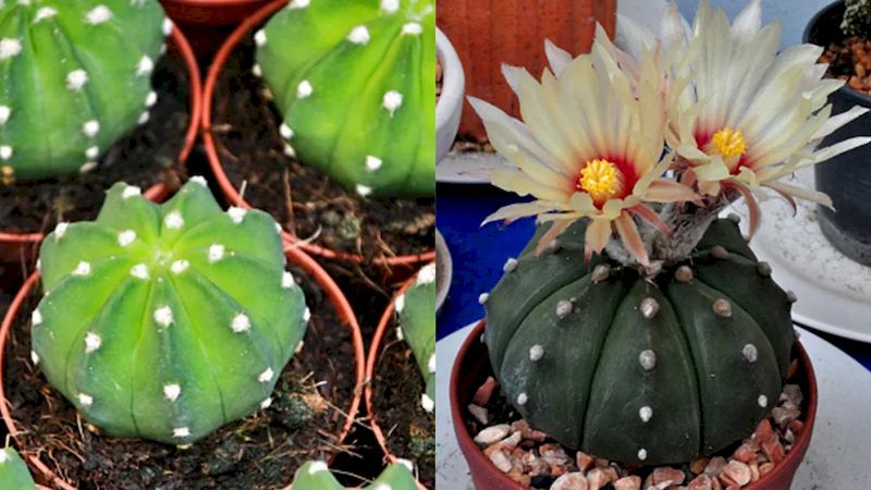cactus-lirio-de-pascua-estos-son-los-cuidados-que-necesita-para-que-florezca-lirio-cactus-2