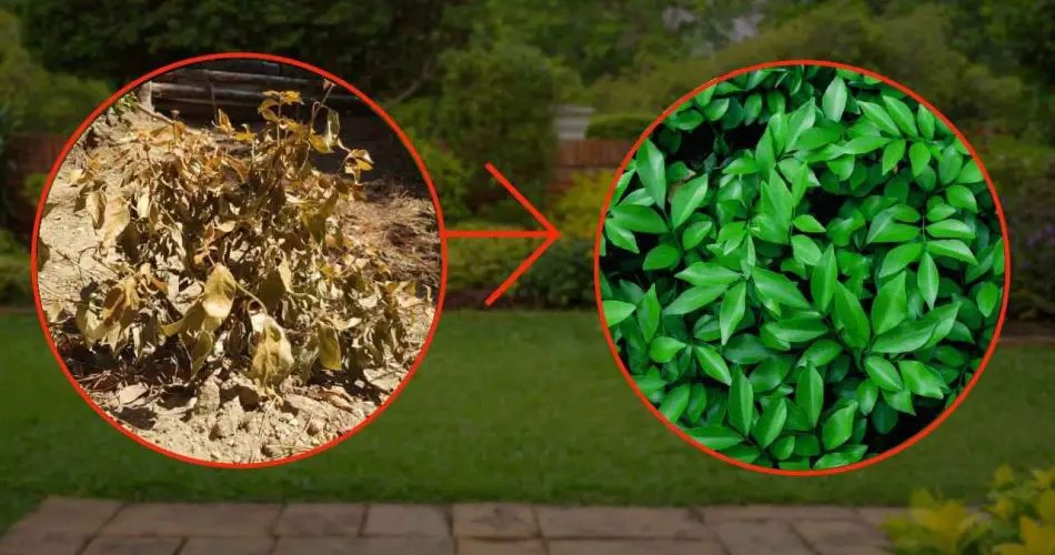 cascara-polvo-como-abono-plantas-treeeees-950x500-1