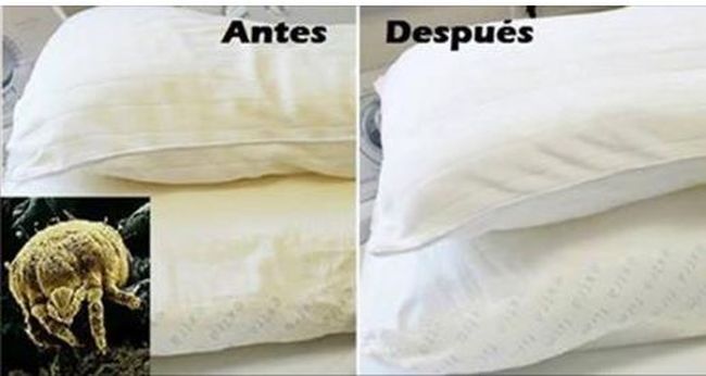 Cómo Lavar y Blanquear tus Almohadas Amarillas que Atrapan Ácaros y Producen Alergias lavar almohadas