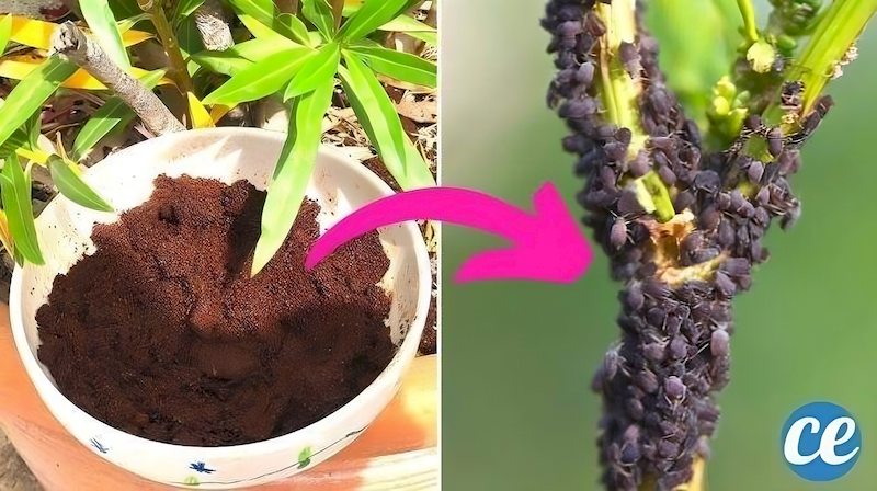 ¡Combate los Pulgones con los Posos de Café! Descubre cómo Aquí. combate-los-pulgones-con-los-posos-de-cafe-descubre-como-aqui-cafe-pulgons-2ed