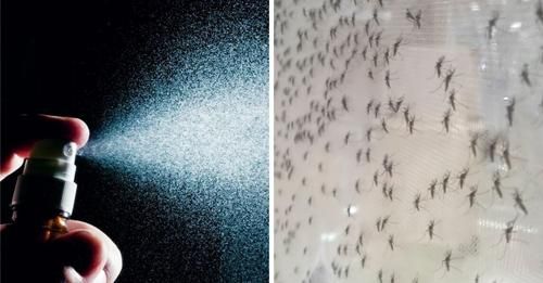 Cómo Ahuyentar a los Mosquitos por la Noche: 9 Consejos Fáciles de Aplicar y ¡Adiós Mosquitos! como-ahuyentar-a-los-mosquitos-por-la-noche-9-consejos-faciles-de-aplicar-y-adios-mosquitos-REPELENTE-DE-MOSQUITOS