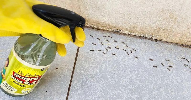 como-alejar-a-las-hormigas-con-vinagre-blanco-vinagre-hormigas