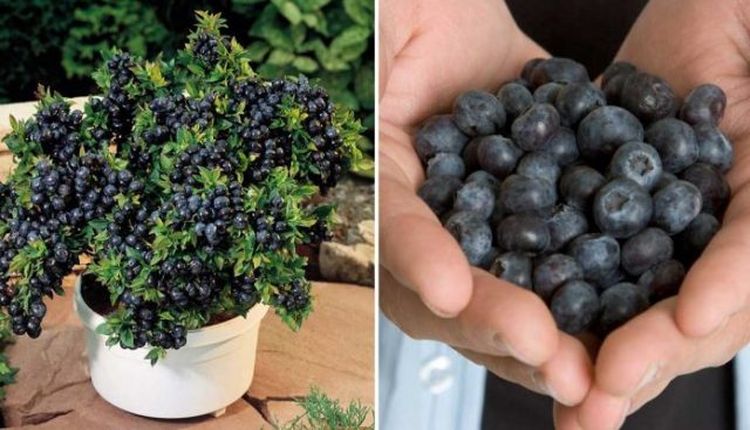 Cómo Crecer Grandes Cantidades Ilimitadas de Arándanos (Blueberries) en el Patio Trasero de su Casa como-cultivar-arandonos-en-su-casa-paso-a-paso-arandanos-cultico-casero
