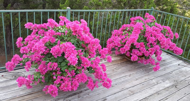 como-cultivar-buganvillas-y-hacer-que-se-lllene-de-flores-bugambillasm