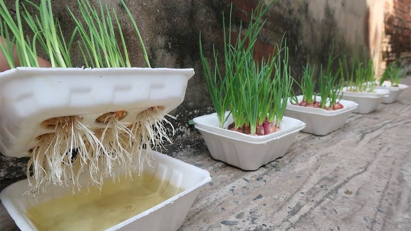 Cómo Cultivar Cebollas y Ajos en una Vieja Caja de Poliestireno: Súper Fácil..🌱🌱 como-cultivar-cebollas-y-ajos-en-una-vieja-caja-de-poliestireno-super-facil-f09f8cb1f09f8cb1-Coltivare-le-cipolle