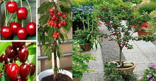 como-cultivar-cerezas-en-casa-a-partir-de-las-semillas-en-maceta-CEREZO