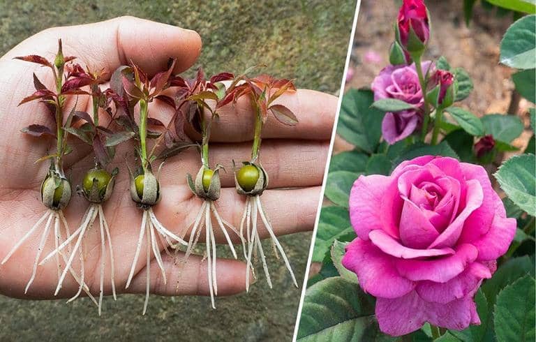 Cómo Cultivar Rosas a partir de Semillas - Paso a Paso como-cultivar-rosas-a-partir-de-semillas-paso-a-paso-Rosas