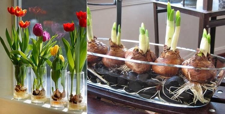 Como Cultivar tus Propios Tulipanes de Manera Sencilla Cultiva-tus-propios-tulipanes-de-una-manera-sencilla