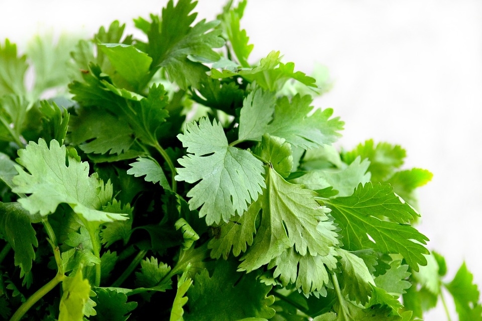 como-guardar-cilantro-y-otras-hierbas-en-tu-refrigerador-para-que-no-se-marchiten-tan-pronto-22159