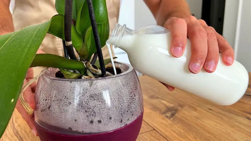 Cómo hacer Abono para Orquídeas Casero y Natural: Métodos infalibles para Flores y Hojas como-hacer-abono-para-orquideas-casero-y-natural-metodos-infalibles-para-flores-y-hojas-LECHE-ORQUIDEA