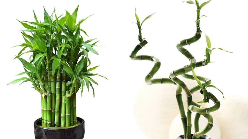 como-lograr-que-mi-bambu-de-la-suerte-enrosque-sin-lastimarlo-f09f8cbf-BAMBU-ENROSQUE