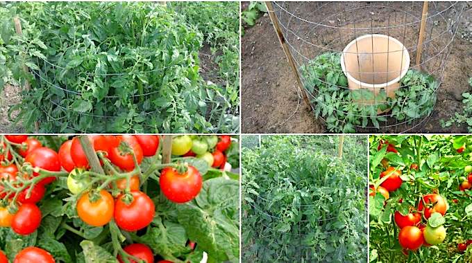 Cómo Obtener una Increíble Cosecha de Tomates: 10 Pasos para Cultivar como-obtener-una-increible-cosecha-de-tomates-10-pasos-para-cultivar-TOMATES