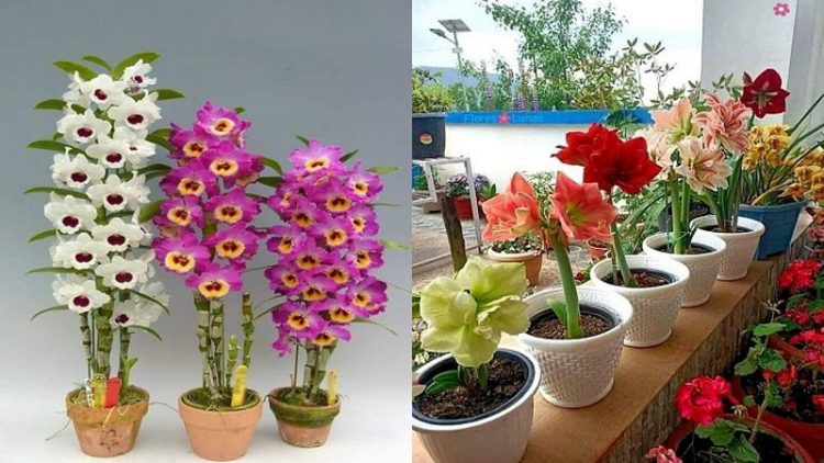 Cómo Plantar Orquídeas en Maceta. como-plantar-orquideas-en-maceta-como-cultivar-orquideas-en-maceta