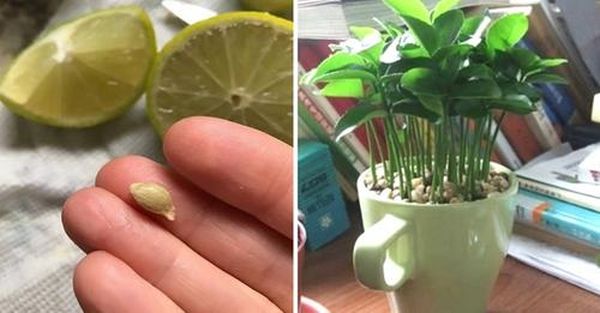 Cómo Plantar un Limón en una Taza para Perfumar y Decorar tu Hogar como-plantar-un-limon-en-una-taza-para-perfumar-y-decorar-tu-hogar-PLANTA-DE-LIMON