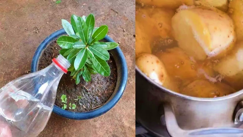 Cómo Preparar Agua de Papas para que tus Plantas Crezcan y Florezcan Mucho como-preparar-agua-de-papas-para-que-tus-plantas-crezcan-y-florezcan-mucho-acqua-di-patate