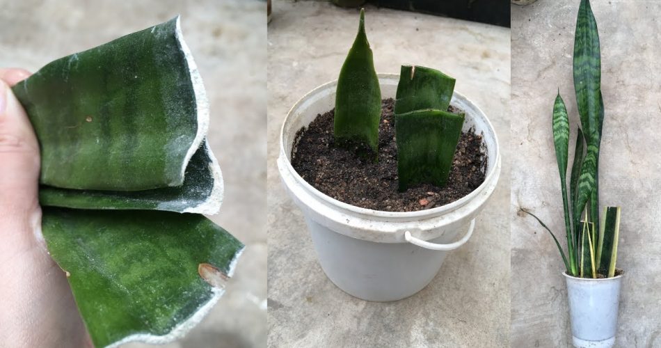 como-reproducir-una-sansevieria-a-partir-de-una-sola-hoja-1-metodo-infalible-LENGUA-DE-SUEGRA